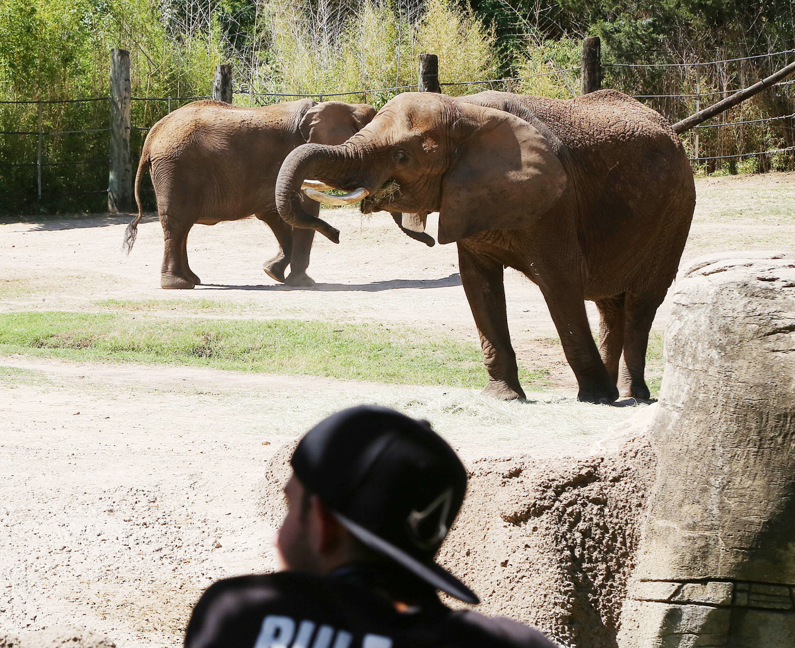 Cameron Park Zoo